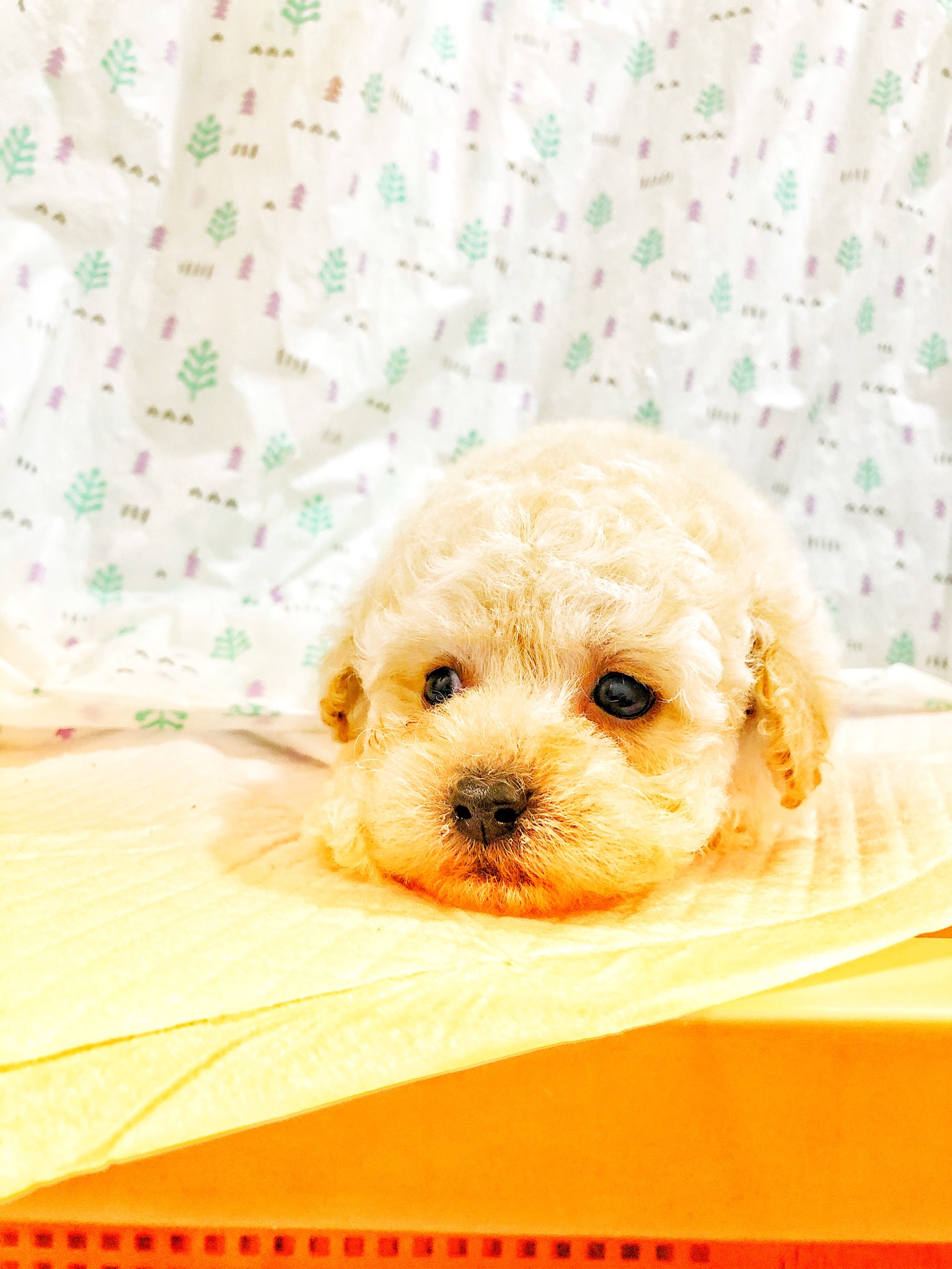 トイプードル 去勢 避妊手術はしてあげた方がいい 大阪市のトイプードル専門ドッグブリーダーkamkam カムカム