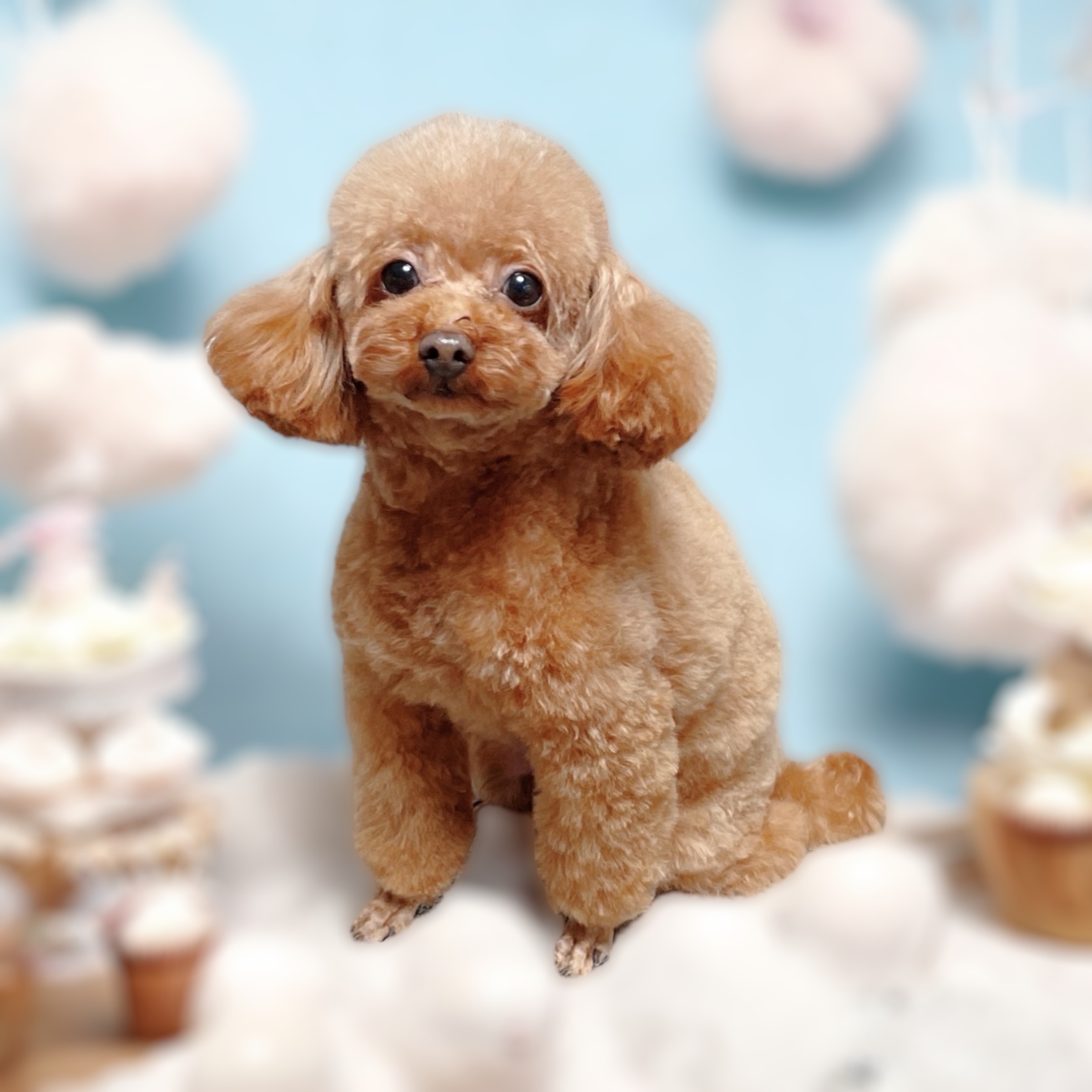 送料込み。トイプードルレッドちゃん。もふもふビッグ♡デカプーちゃん。 送料込み。トイプードルレッドちゃん。もふもふビッグ♡デカプー