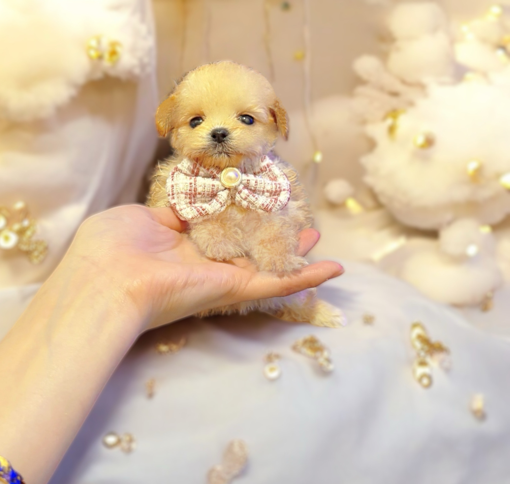 トイプードルとポメラニアンのハーフの子犬ちゃんです | 大阪市のトイ