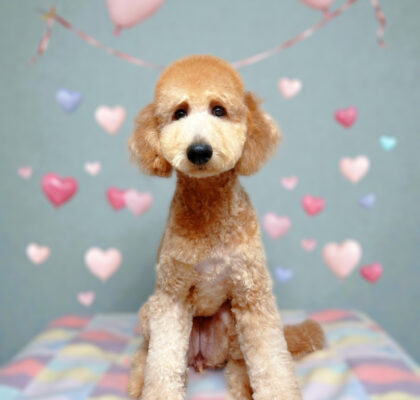 No. 302スタンダードプードル　女の子