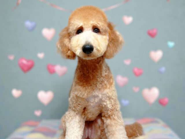 No. 302スタンダードプードル　女の子