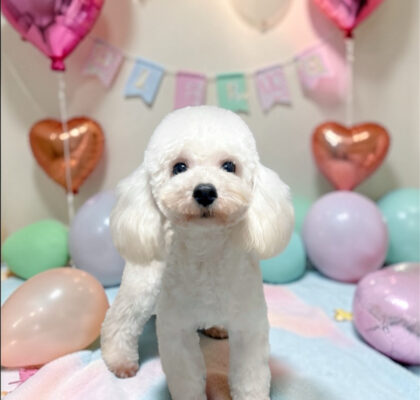 No.309タイニープードル予想クリームの女の子