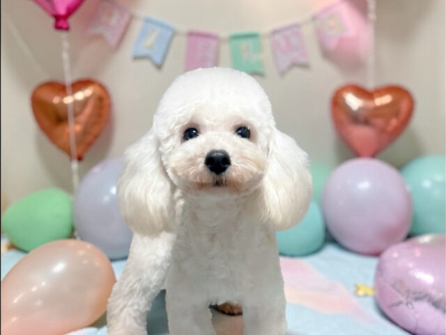 No.309タイニープードル予想クリームの女の子