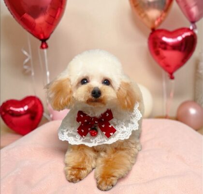 No.306 ティーカッププードル予想アプリコットの男の子