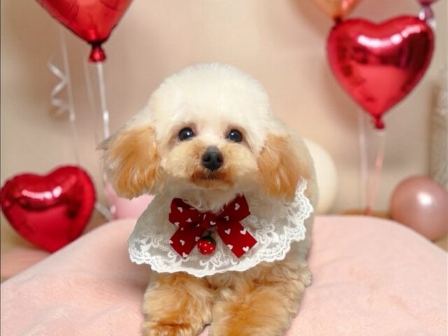 No.306 ティーカッププードル予想アプリコットの男の子