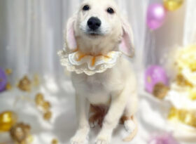 ゴールデンレトリーバーの男の子です