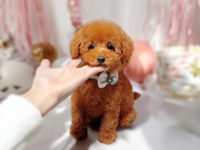 No.314 トイプードル予想レッドの女の子