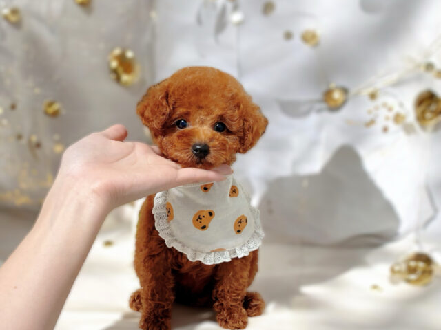 No.315 ティーカッププードル予想レッドの女の子
