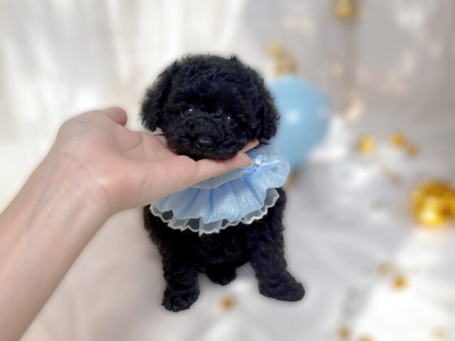 No.310 ティーカッププードル予想ブラックの男の子