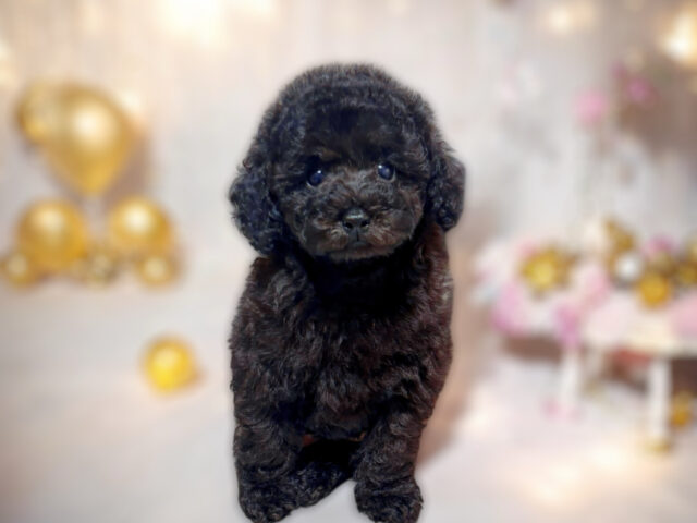 No.311 ティーカッププードル予想ブラックの女の子