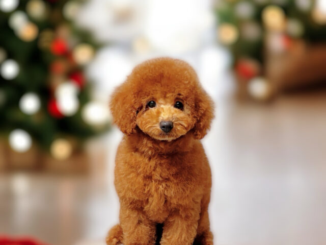 No.312 トイプードル予想レッドの男の子