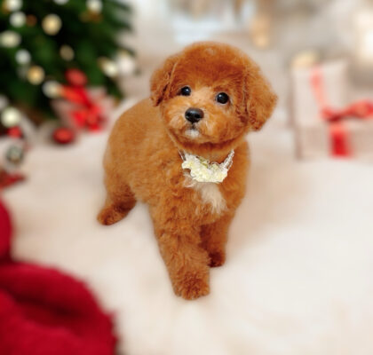 No.313 トイプードル予想レッドの男の子