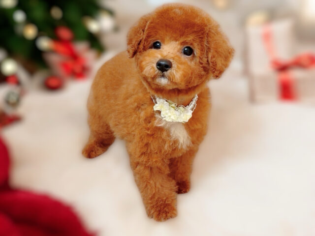 No.313 トイプードル予想レッドの男の子