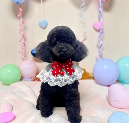 No.311 ティーカッププードル予想ブラックの女の子