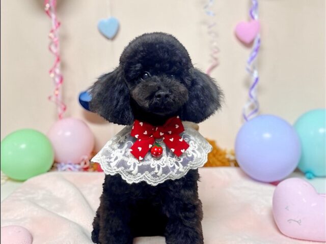 No.311 ティーカッププードル予想ブラックの女の子