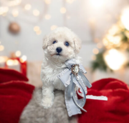 No.316 トイプードル予想ホワイトの男の子