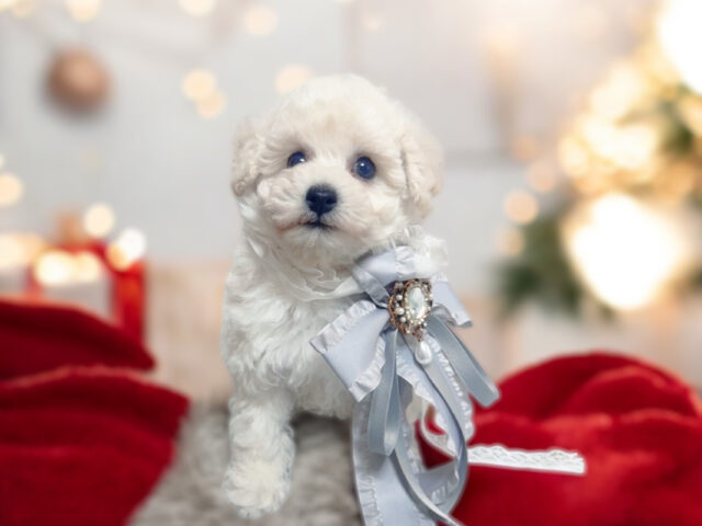 No.316 トイプードル予想ホワイトの男の子