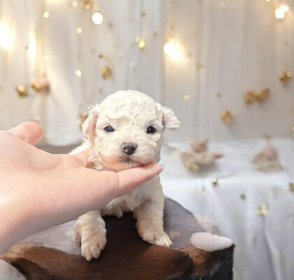 No.317 ビションフリーゼの男の子