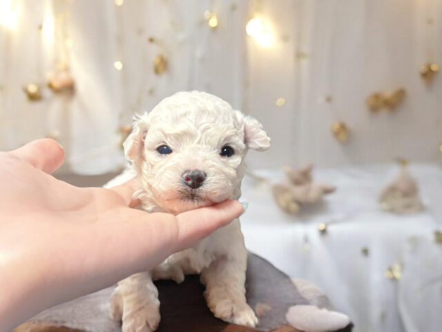 No.317 ビションフリーゼの男の子