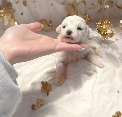 No.318 ビションフリーゼの女の子