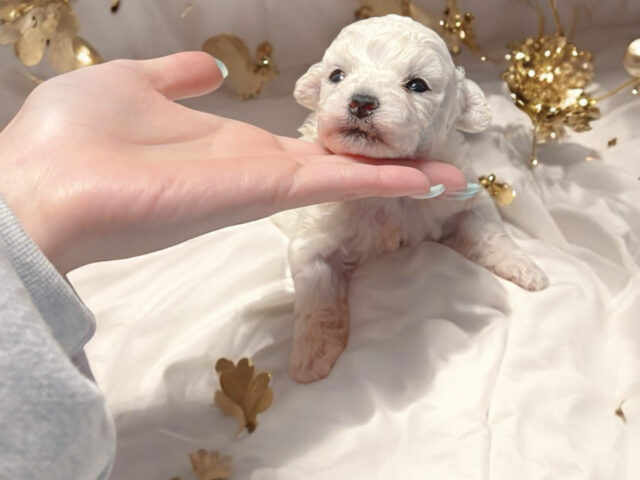 No.318 ビションフリーゼの女の子