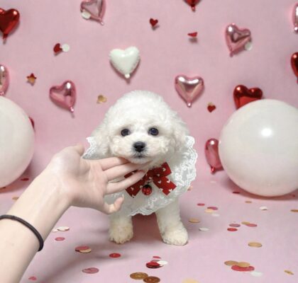 No.318 ビションフリーゼの女の子