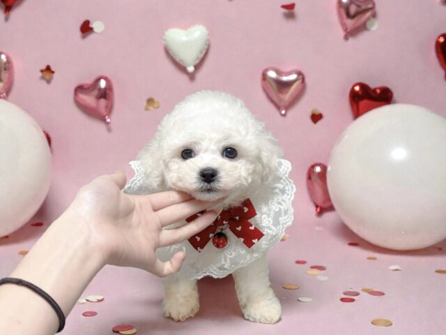 No.318 ビションフリーゼの女の子