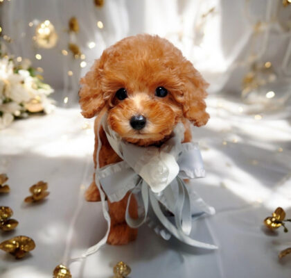 No.319 ティーカッププードル予想レッドの女の子