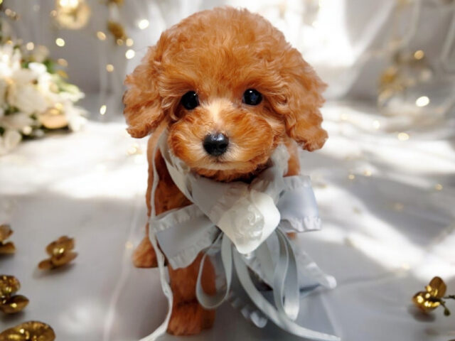 No.319 ティーカッププードル予想レッドの女の子