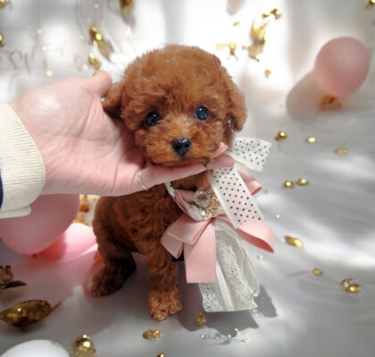 No.320 ティーカッププードル予想レッドの女の子