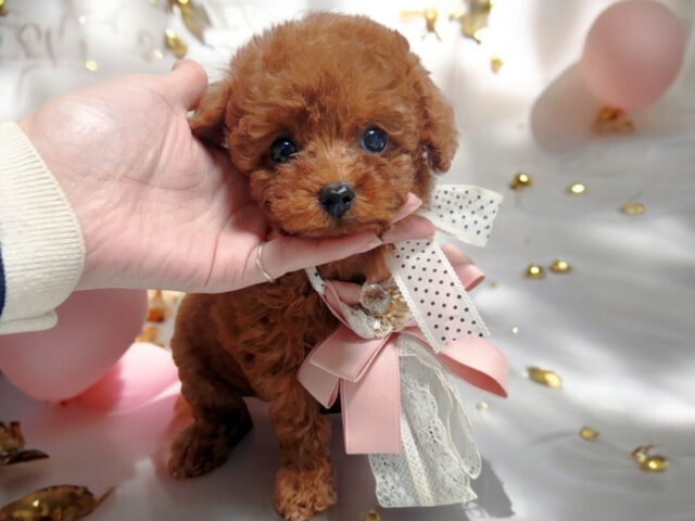 No.320 ティーカッププードル予想レッドの女の子