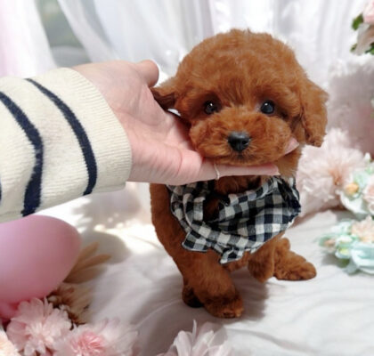 No.321 ティーカッププードル予想レッドの女の子
