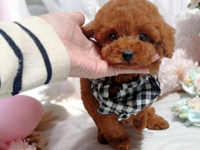 No.321 ティーカッププードル予想レッドの女の子