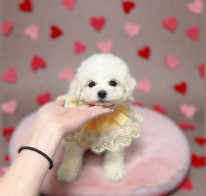 No.317 ビションフリーゼの男の子