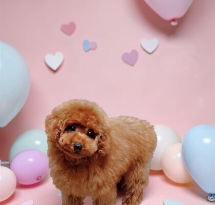 No.321 タイニープードル予想レッドの女の子