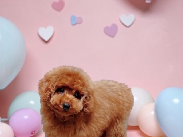 No.321 タイニープードル予想レッドの女の子