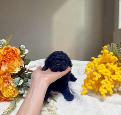 No.321タイニープードル予想のブラック男の子