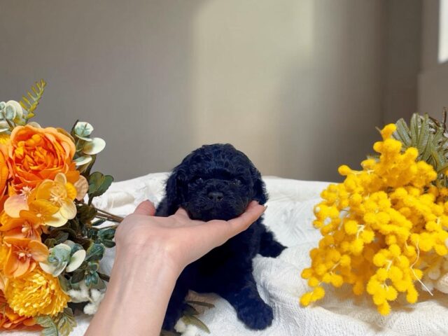 No.321タイニープードル予想のブラック男の子