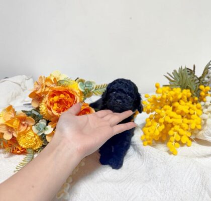 No.322 タイニープードル小さめ予想ブラック男の子