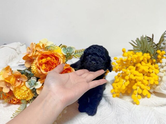 No.322 タイニープードル小さめ予想ブラック男の子