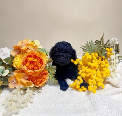 No.323ティーカッププードル予想ブラック男の子