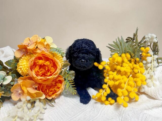 No.323ティーカッププードル予想ブラック男の子