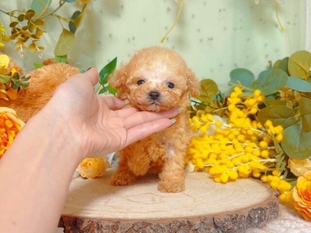 No.327 ティーカップ予想アプリコットの男の子