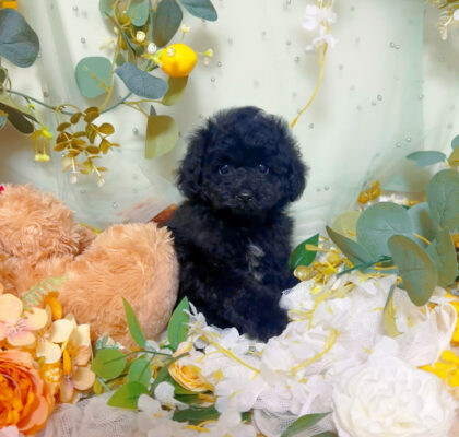 No.326 タイニー小さめ予想ブラックの男の子
