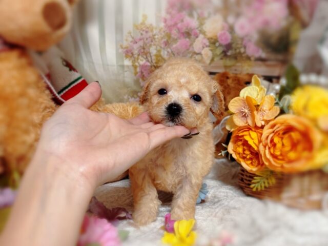 366ビションフリーゼ×プードル　ハーフの男の子　　　　　　　　　　
